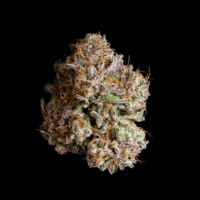 Semillas feminizadas Obsidian de Wizard Trees Seeds, cogollo resinoso.