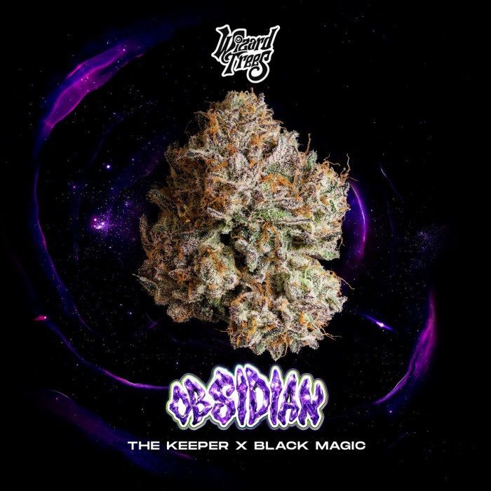 Semillas feminizadas Obsidian de Wizard Trees Seeds, portada.