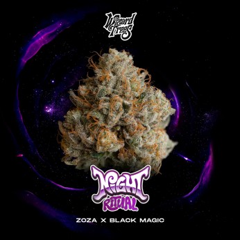 Semillas feminizadas Night Ritual de Wizard Trees Seeds, portada.