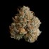 Semillas feminizadas Night Ritual de Wizard Trees Seeds, cogollo resinoso.