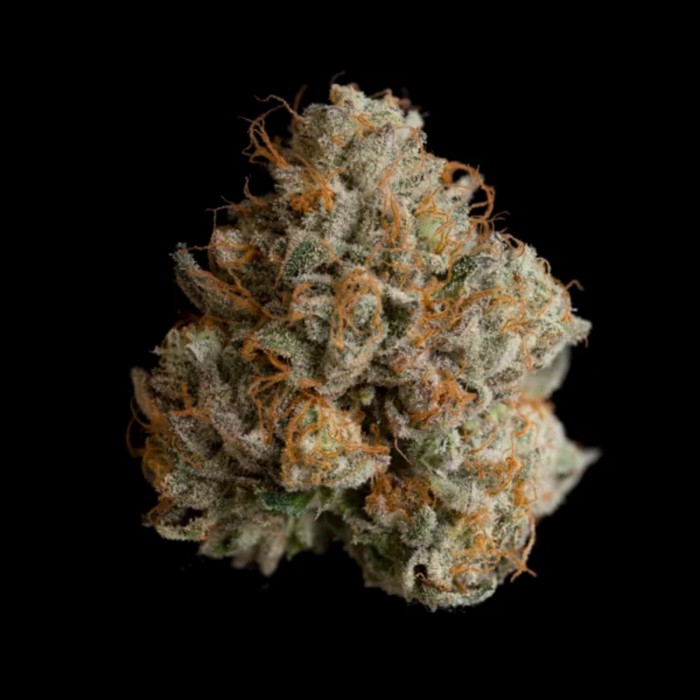 Semillas feminizadas Night Ritual de Wizard Trees Seeds, cogollo resinoso.