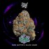 Semillas feminizadas Potion de Wizard Trees Seeds, portada.