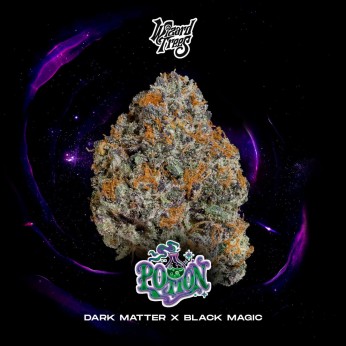 Semillas feminizadas Potion de Wizard Trees Seeds, portada.