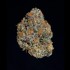 Semillas feminizadas Potion de Wizard Trees Seeds, cogollo.