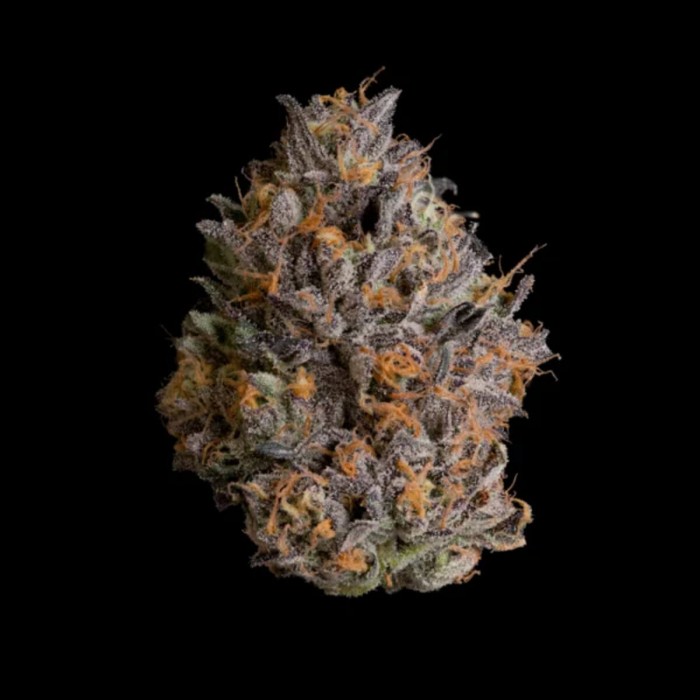 Semillas feminizadas Black Bow de Wizard Trees Seeds, cogollo.