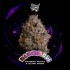 Semillas feminizadas Black Bow de Wizard Trees Seeds, portada.