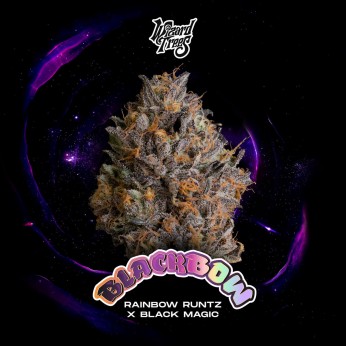 Semillas feminizadas Black Bow de Wizard Trees Seeds, portada.