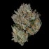 Semillas feminizadas Boiler Room de Wizard Trees Seeds, cogollo resinoso.