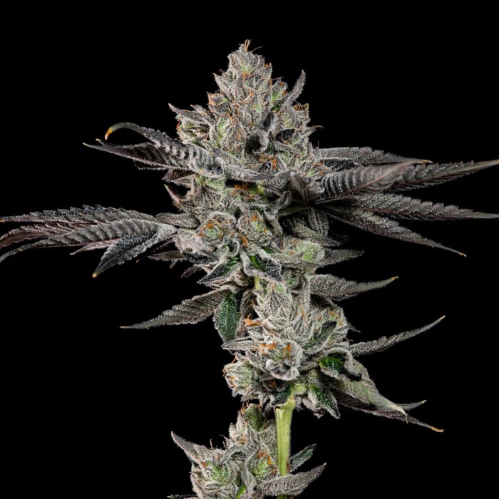 Semillas feminizadas Bowtie de Wizard Trees Seeds, punta principal.
