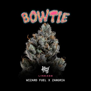 Semillas feminizadas Bowtie de Wizard Trees Seeds, portada.