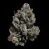 Semillas feminizadas Bowtie de Wizard Trees Seeds, cogollo.