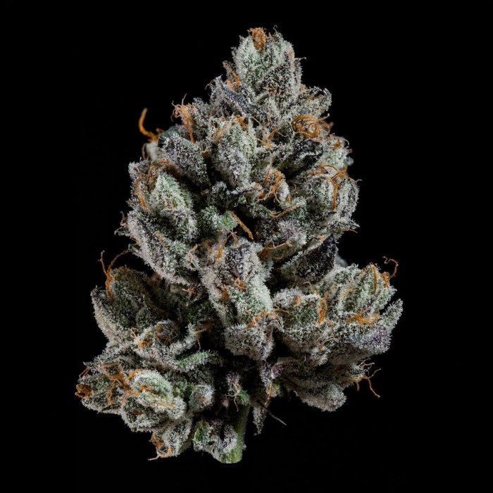 Semillas feminizadas Bowtie de Wizard Trees Seeds, cogollo.