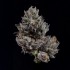 Semillas feminizadas Nightcap de Wizard Trees Seeds, cogollo resinoso.