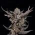Semillas feminizadas Nightcap de Wizard Trees Seeds, punta principal.