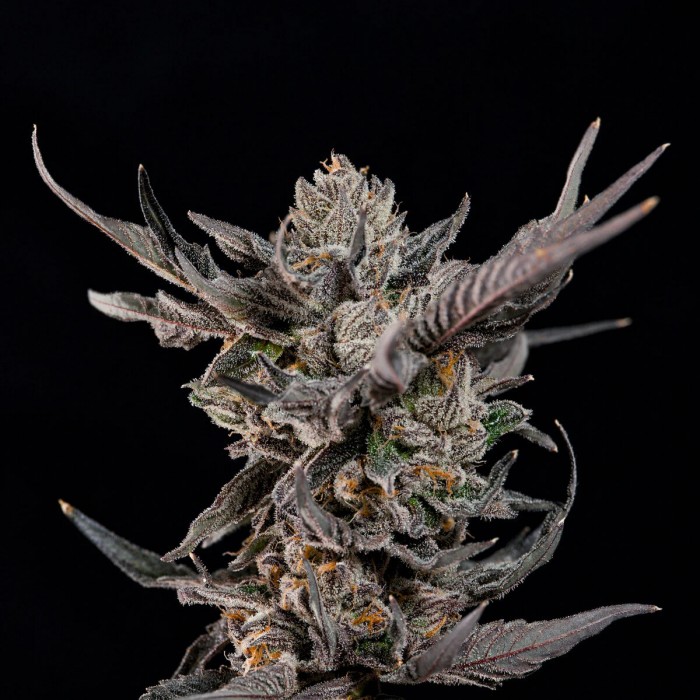 Semillas feminizadas Nightcap de Wizard Trees Seeds, punta principal.