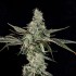 Semillas feminizadas London Fog de Wizard Trees Seeds, punta principal.