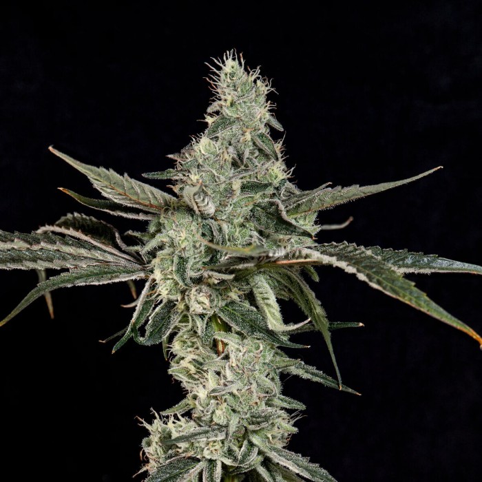 Semillas feminizadas London Fog de Wizard Trees Seeds, punta principal.