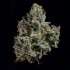Semillas feminizadas London Fog de Wizard Trees Seeds, cogollo con resina.