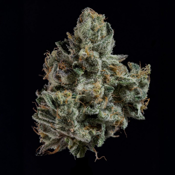 Semillas feminizadas London Fog de Wizard Trees Seeds, cogollo con resina.
