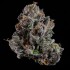Semillas feminizadas OG Hour de Wizard Trees Seeds, cogollo resinoso.