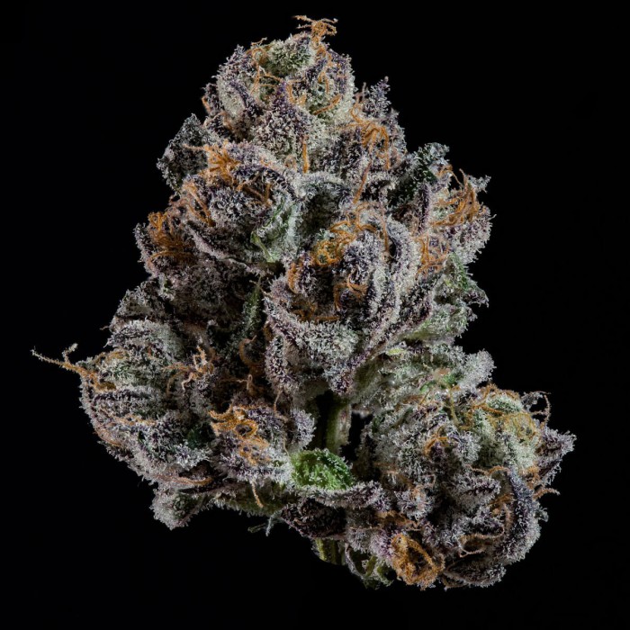Semillas feminizadas OG Hour de Wizard Trees Seeds, cogollo resinoso.
