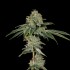 Semillas feminizadas OG Hour de Wizard Trees Seeds, punta principal.