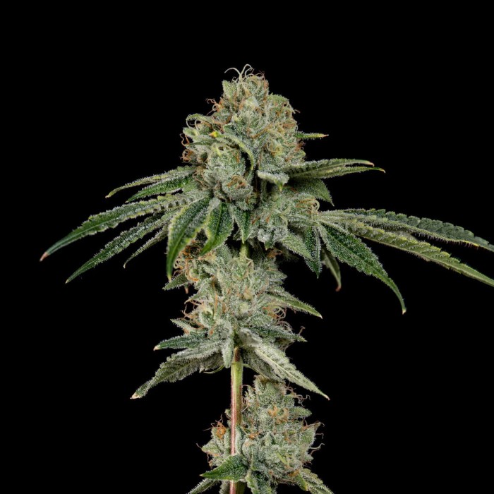 Semillas feminizadas OG Hour de Wizard Trees Seeds, punta principal.