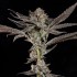 Semillas feminizadas Propa Candy de Wizard Trees Seeds, punta principal.
