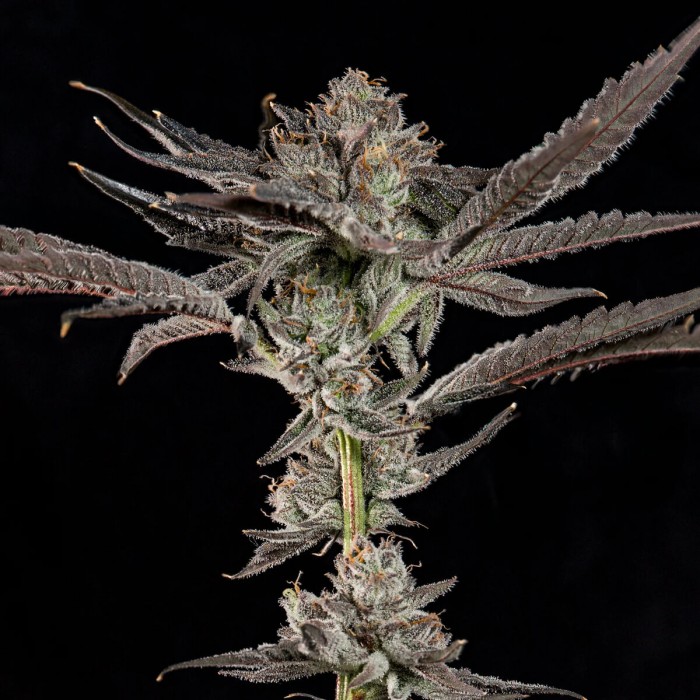 Semillas feminizadas Propa Candy de Wizard Trees Seeds, punta principal.