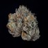Semillas feminizadas Propa Candy de Wizard Trees Seeds, cogollo con resina.