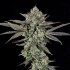 Semillas feminizadas Ropegria de Wizard Trees Seeds, punta.
