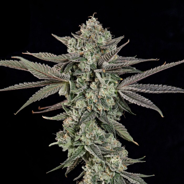 Semillas feminizadas Ropegria de Wizard Trees Seeds, punta.