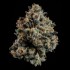 Semillas feminizadas Ropegria de Wizard Trees Seeds, cogollo.