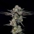 Semillas feminizadas Top G de Wizard Trees Seeds, punta principal.