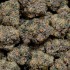 Semillas feminizadas Top G de Wizard Trees Seeds, cogollos.