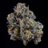 Semillas feminizadas Top G de Wizard Trees Seeds, resina.