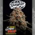 Semillas de marihuana feminizadas Super Drip de Nine Weeks Harvest, cogollo morado resinoso.