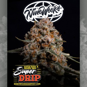 Semillas de marihuana feminizadas Super Drip de Nine Weeks Harvest, cogollo morado resinoso.