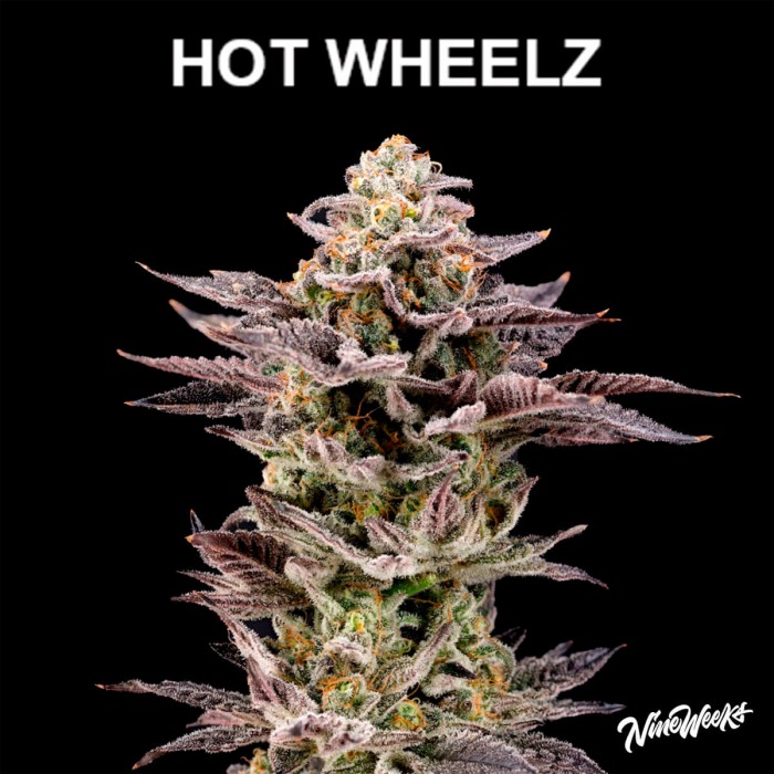 Semillas de marihuana feminizadas Hot Wheelz de Nine Weeks Harvest, cogollo morado resinoso.