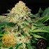 Black Lemon - Semillas de marihuana Granel Premium.
