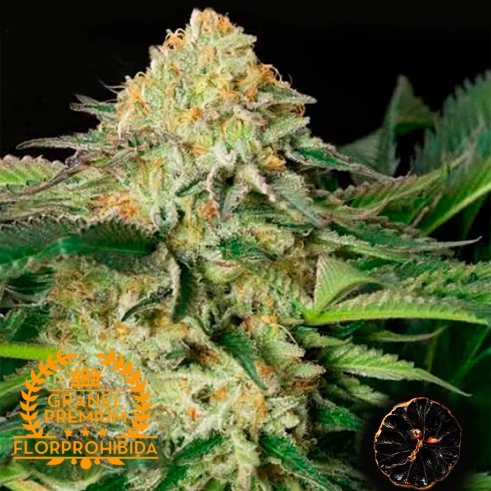 Black Lemon - Semillas de marihuana Granel Premium.