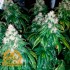 Amnesia Lemon - Semillas de marihuana Granel Premium.