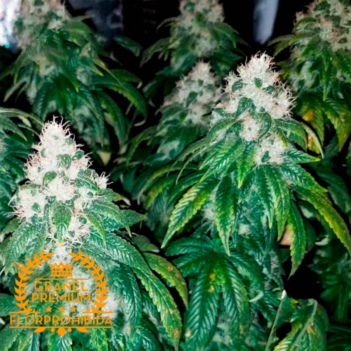 Amnesia Lemon - Semillas de marihuana Granel Premium.