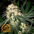 OG Kush a Granel Premium FP.