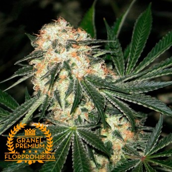 OG Kush a Granel Premium FP.