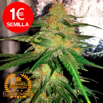 Bubble Gum a granel. Semillas de marihuana de granel premium FlorProhibida