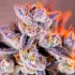 Detalle del cogollo rojo de Tropicanna Poison XL Auto de Sweet Seeds