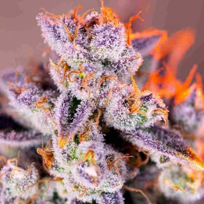 Detalle del cogollo rojo de Tropicanna Poison XL Auto de Sweet Seeds