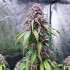 AUTO TROPICANNA POISON XL (Sweet Seeds)