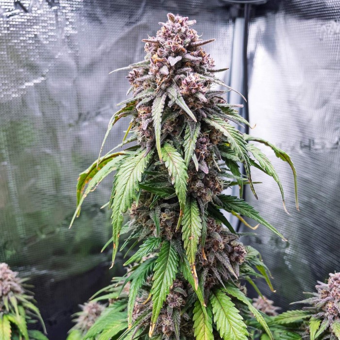 Tropicanna Poison XL Auto de Sweet Seeds